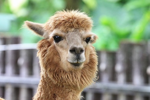 Close up portrait of a cute alpaca