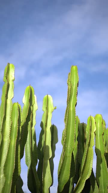 Cactus plant against blue sky