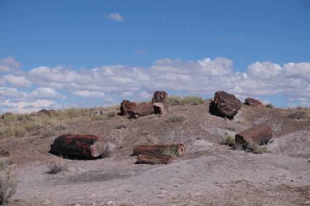 istock Petrified wood located inside Petrified Forest National Park 1473979313