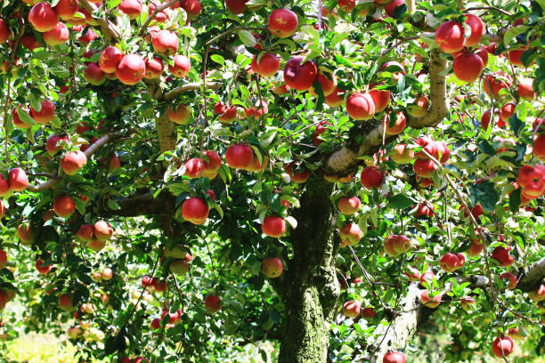 istock full ripe red Apples growing on the branches 1473979339