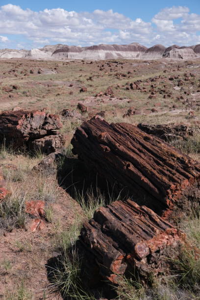 istock Petrified wood located inside Petrified Forest National Park 1473979391