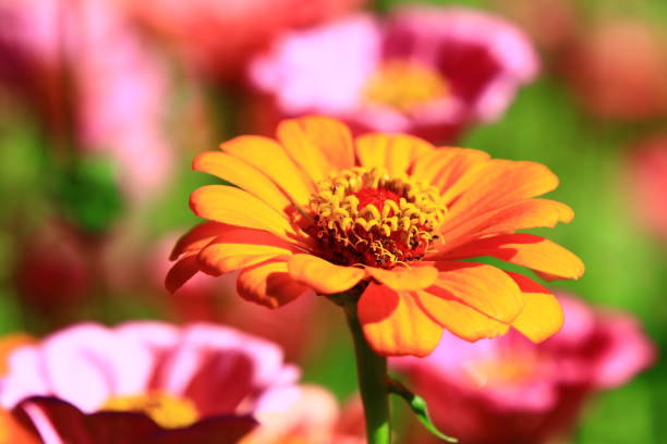 Zinnia(Youth-and-old-age) flowers blooming in the garden at sunny summer,close-up of yellow Zinnia flowers