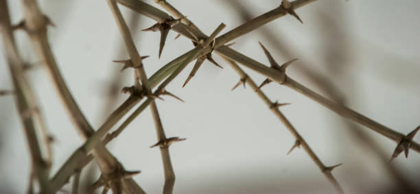 istock close-up of plant thorns 1473980716