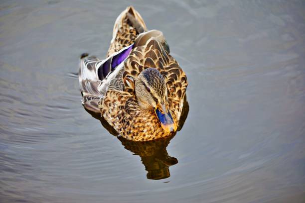 istock Duck swimming on water 1473981041