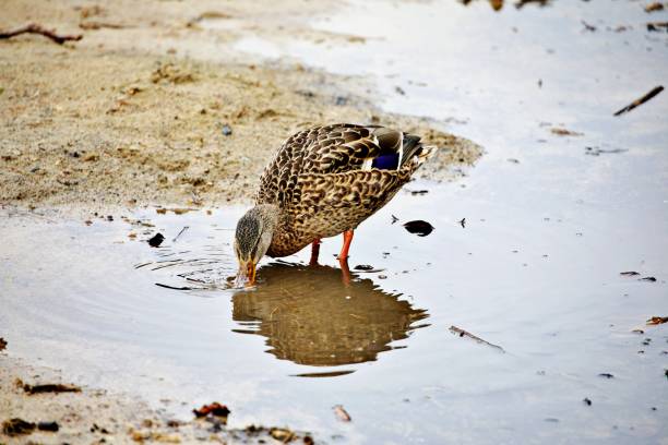 Ente im Grünen