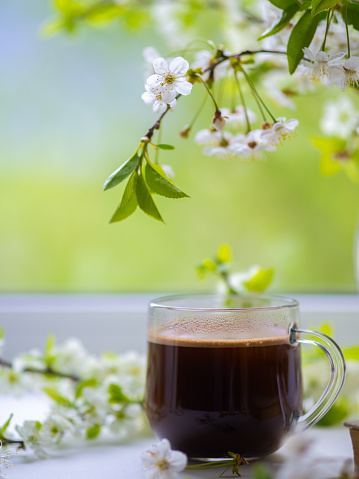 Cup of coffee on the window, green spring background, white cherry blossoms