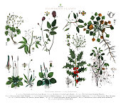 istock Antique Engraving, Flowering Plants, Plant Kingdom, Victorian Botanical Illustration, Circa 1853 1473982215