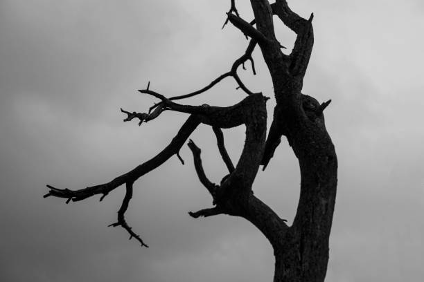 istock Black tree silhouette against gray sky 1473982581