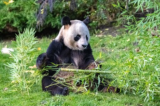 cheerful playing pandas on green lawn