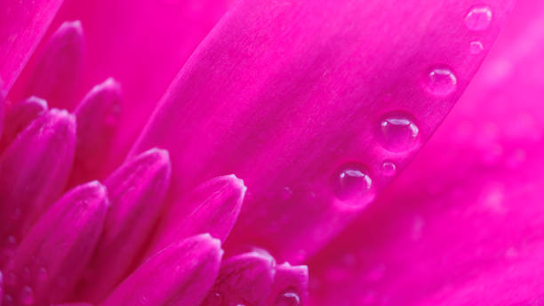istock Tears of Pink 1473982930