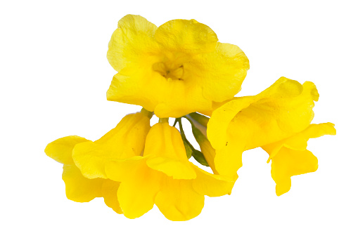 Isolated yellow trumpet flowers