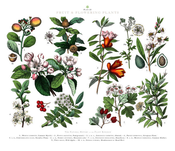 ilustraciones, imágenes clip art, dibujos animados e iconos de stock de grabado antiguo, frutas y plantas con flores, reino vegetal, ilustración botánica victoriana, circa 1853 - tree hawthorn isolated cut out