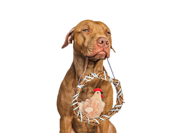 istock Cute puppy, wicker wreath and soft, plush toy 1473984548