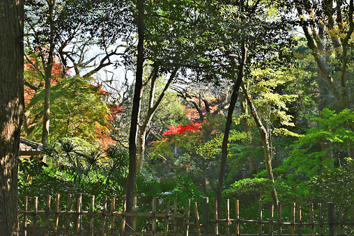 Japanese parks. Tokyo in winter and spring. We are located near Yoyogi Park. This is Meiji Jingu Gyoen