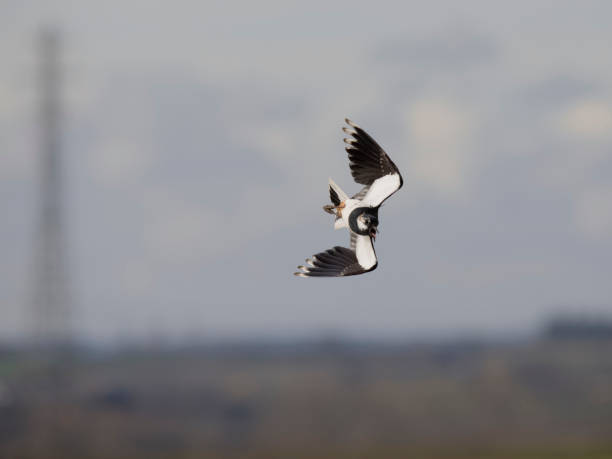 istock Northern lapwing, Vanellus vanellus 1473984864