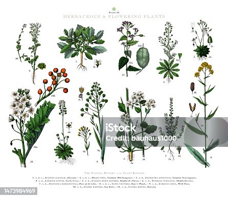 istock Antique Engraving, Herbaceous and Flowering Plants, Plant Kingdom, Victorian Botanical Illustration, Circa 1853 1473984969