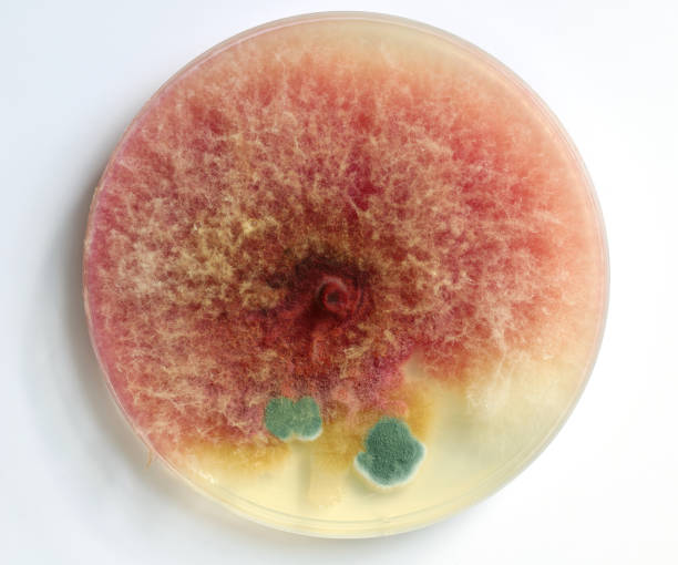 culture of mold growing in a petri dish on a pda, agar nutrient plate, colonies of fusarium (red, pink) and penicillium (blue, grey) fungi. - medical sample imagens e fotografias de stock