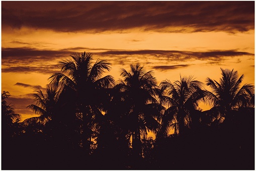 Palm trees and yellow sky