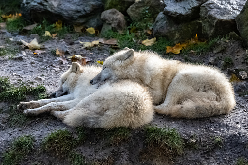 Two white wolfs sleeping together, portrait