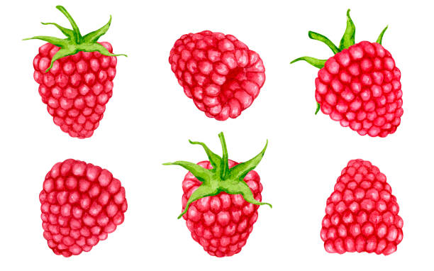 istock Set of watercolor raspberries isolated on white background. Design elements for packaging, logo, cards, etc. 1473986903