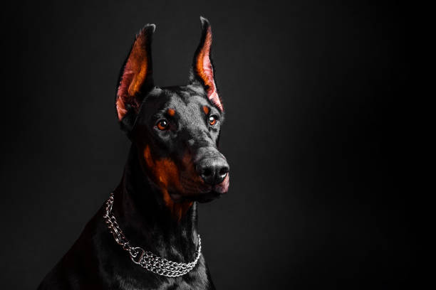 istock Doberman dog breed close-up on a dark background 1473987016