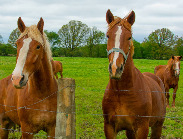 istock Amish Working Horses- Northern Indiana 1473987054