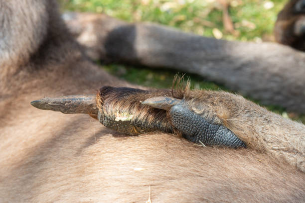 istock Close up of claws of eastern grey forester kangaroo 1473987661