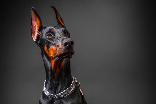 istock Doberman dog breed looks up on a dark background 1473988089