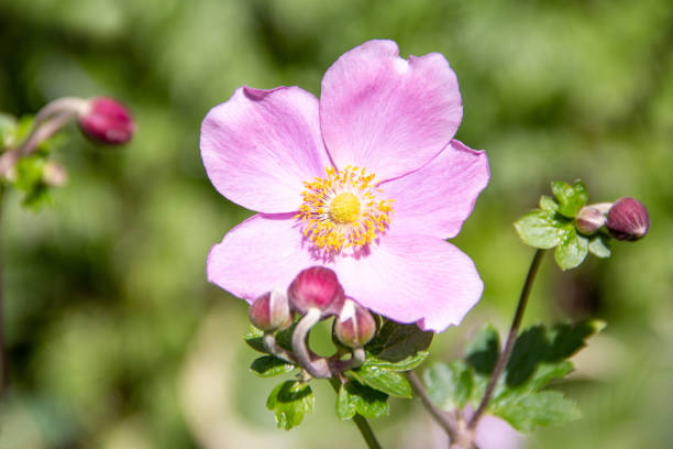 Pink anemone with blossom and buds stock photo