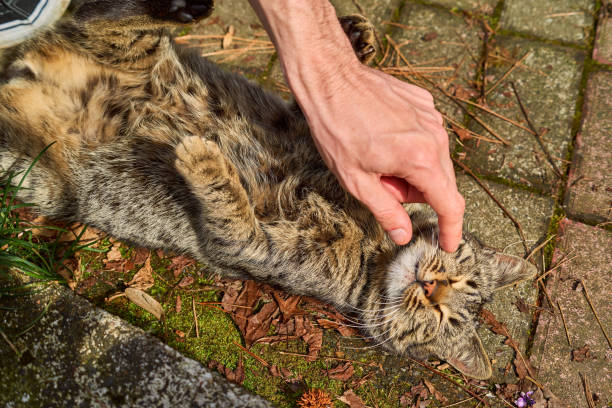 istock Hand playing with a cat and stroking it 1473988159