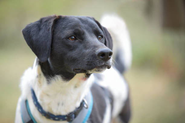 istock Portrait of dog 1473989422