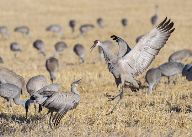 istock Migrating Greater Sandhill Cranes in Monte Vista, Colorado 1473989968