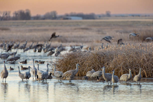 istock Migrating Greater Sandhill Cranes in Monte Vista, Colorado 1473990066
