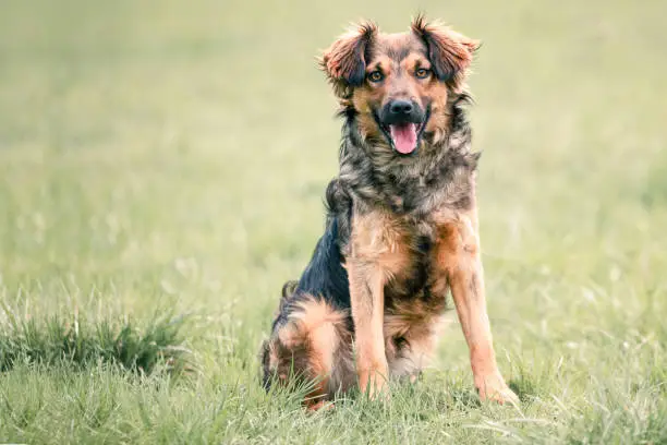 Portrait of a beautiful shaggy dog from a dog shelter taken during his regular free walk