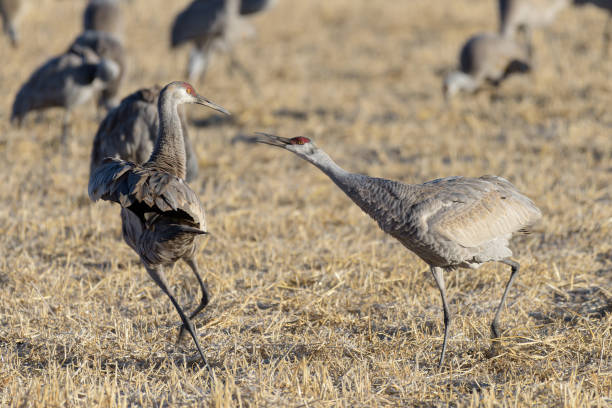 istock Migrating Greater Sandhill Cranes in Monte Vista, Colorado 1473990134