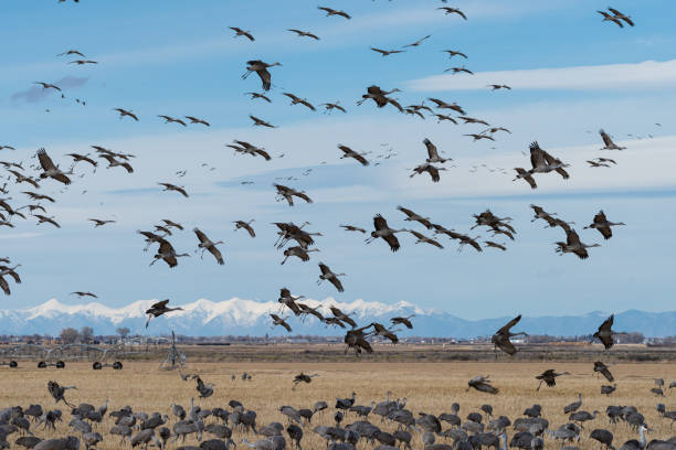 istock Migrating Greater Sandhill Cranes in Monte Vista, Colorado 1473990146