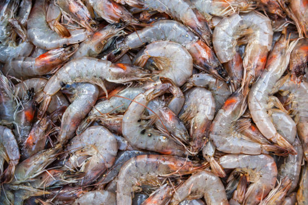 istock A bunch of raw large ocean shrimp, close-up. 1473991143