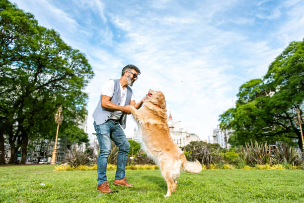 istock Mature man training golden retriever 1473991157
