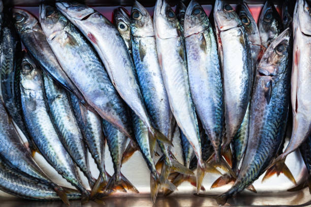 istock Several raw mackerels in a bowl, close-up. 1473991186