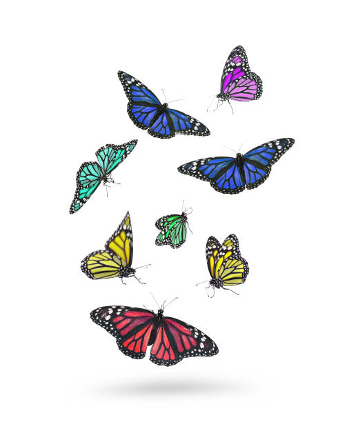 istock Many beautiful colorful butterflies flying on white background 1473991221