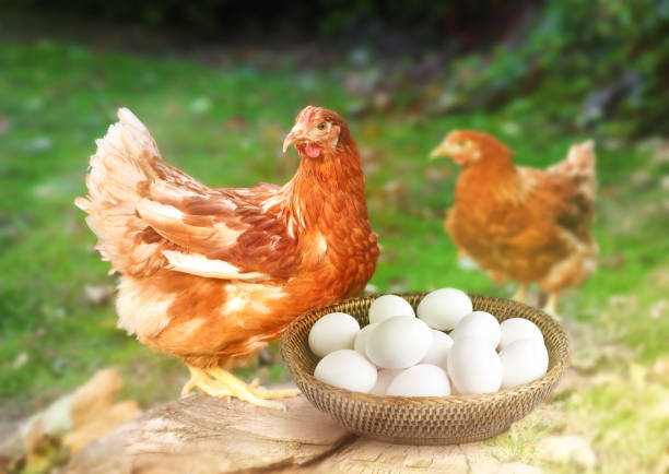 istock Fresh eggs in wicker bowl and chickens on farm 1473991439