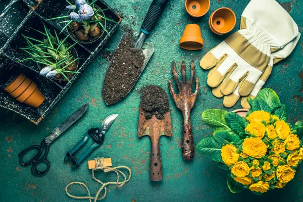 Spring gardening concept - gardening tools with plants, flowerpots and soil