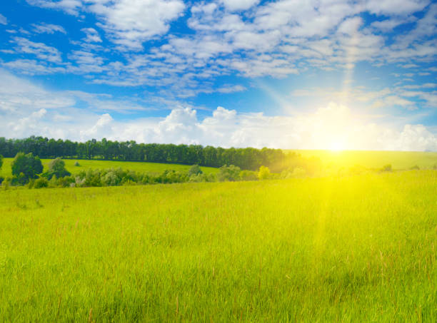 istock Green wheat field and sunrise . 1473992350