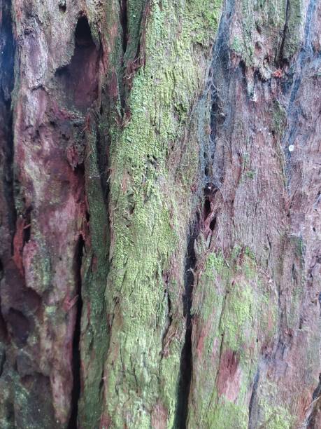 istock Lichens on the bark of a tree trunk 1473992602