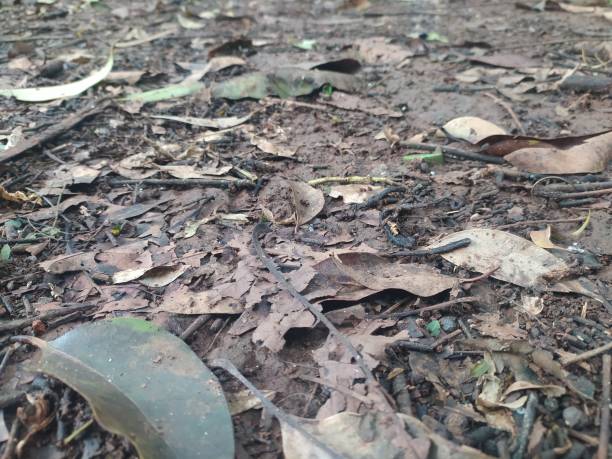 istock Dry leaves, branchs and sticks on the earthy ground 1473992784