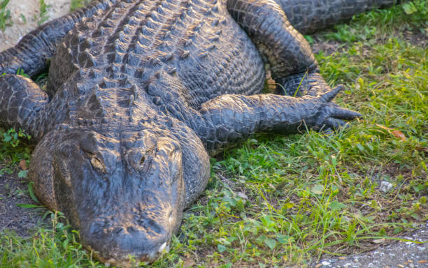 istock Beautiful specimen of aligator 1473992819