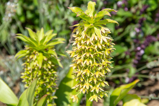 istock Crested lilies or Pineapple Lilies in the garden 1473994144