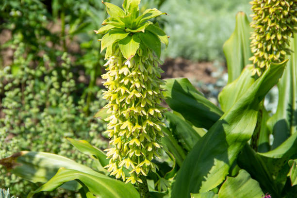 istock Crested lilies or Pineapple Lilies in the garden 1473994175