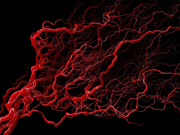 układ naczyniowy - naczynia krwionośne na czarnym - ilustracja medyczna - cyrkulacja zdjęcia i obrazy z banku zdjęć