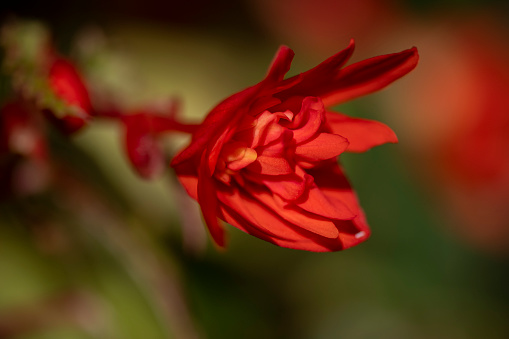 A wonderful red flower in a garden.  Red autumn flowers. Macro photo with selective soft focus.  Blurred background.